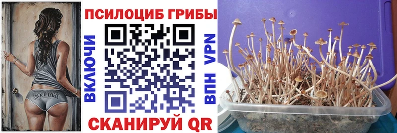 Галлюциногенные грибы Magic Shrooms  где купить наркоту  Сегежа 